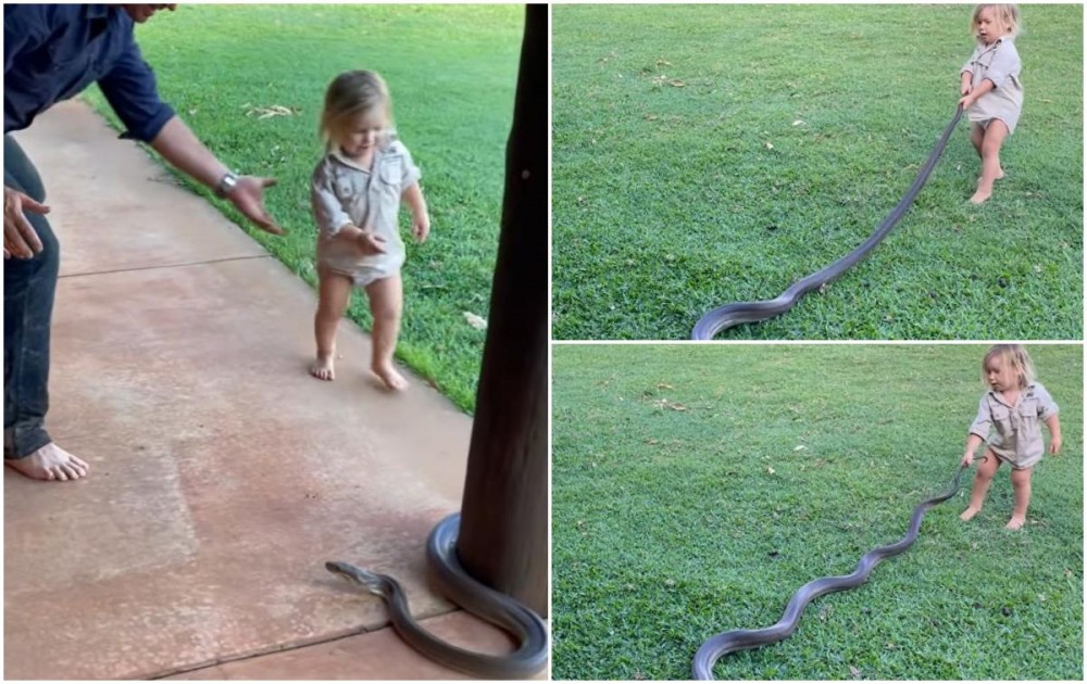 FOTO/VIDEO: Un copil de 2 ani a fost filmat în timp ce trăgea un piton de coadă, sub privirile tatălui